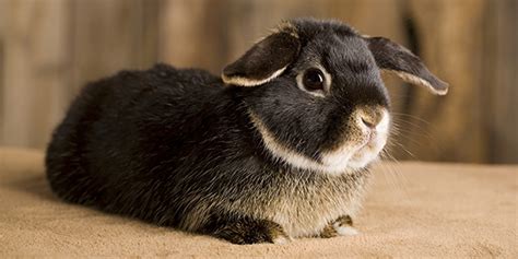 Northwest exotic pet vet is located in portland city of oregon state. Eldersburg Exotic Vet | Eldersburg Rabbit Vet | Eldersburg ...