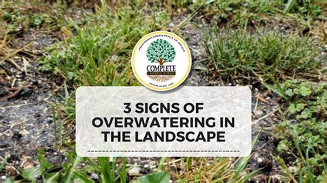 3 Signs Of Overwatering In The Landscape Complete Landscaping