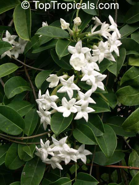 An african violet is a small plant with round, fuzzy leaves and small flowers. 17 Best images about Tropical flowers on Pinterest | Trees ...
