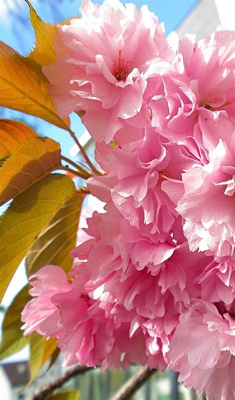 Maybe you would like to learn more about one of these? Pin by Elaine's Pins §§ on My Pink-Red Flower Shop ...