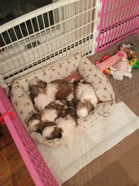 We are a small family breeding operation located in the usa. Shih Tzu Puppies in Northern New Jersey