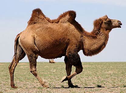 SUPER ANIMAL Camel