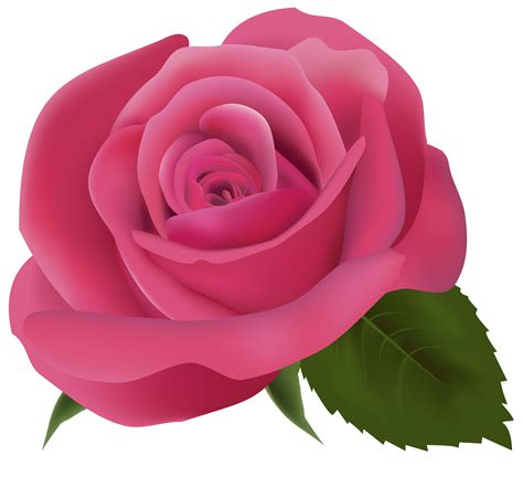 Pink Rose PNG Clipart Image - Best WEB Clipart png image