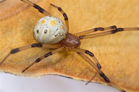 County Issues Advice For Brown Widow Invasion The San Diego Union Tribune