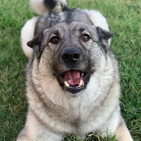 15 Things You Didnt Know About The Norwegian Elkhound Petpress