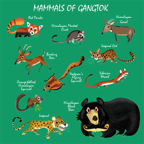Sikkim is gamut of rich wildlife. Sikkim Animals Name Musk Deer - Breathe In The Himalayan ...