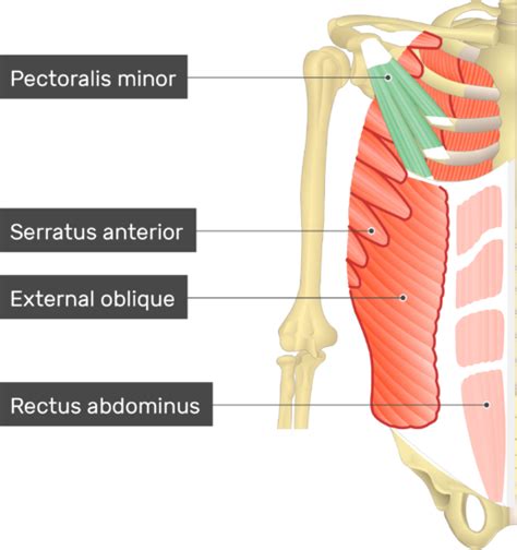 Pectoralis Minor Muscle Details Origin Insertion And Vrogue Co