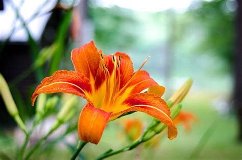 650 Orange Tiger Lily In The Summer Stock Photos Pictures And Royalty