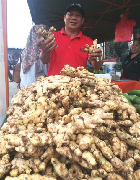 Sebagaimana semua pihak berkuasa tempatan yang lain, ia pada dasarnya pihak berkuasa menyediakan perkhidmatan awam dalam kawasan majlis seluas 61.53 km persegi. Halia Dayak semakin mendapat permintaan di bandaraya ...