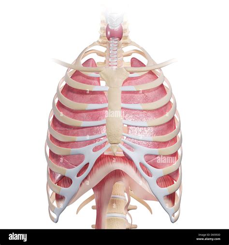 Diagram Of Chest Area Thoracic Wall And Breast Illustrations