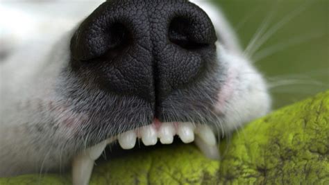 Rotten Dog Teeth What To Do And What To Not Glamorous Dogs