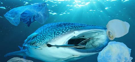 Exploring The Differences Between Whale Sharks And Whales Balisharks Com