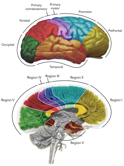 Corpus Callosotomy The Neurosurgical Atlas By Aaron Cohen Gadol Md
