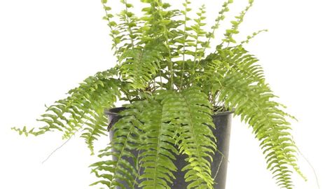 Do Ferns Like Sun Or Shade Perennial Plants That Grow In Nearly Every