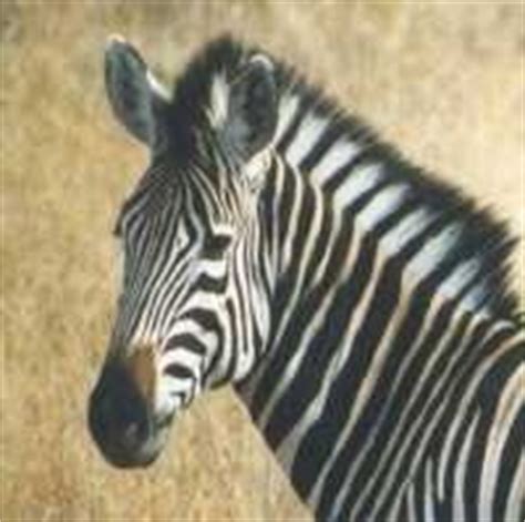 Herbivores of the Grasslands