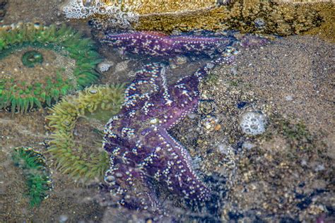 Ochre Sea Stars Photograph By Jean Haynes Fine Art America