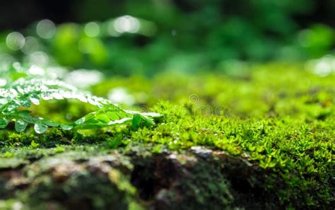 Freshness Green Moss And Ferns With Water Drops Growing In The R Stock