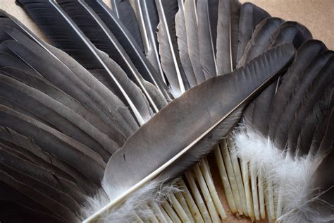 Rare Feathers White Tailed Eagle Eagle Feathers Natural Etsy