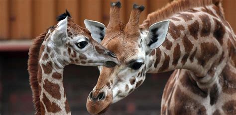 Giraffe Mamma Tula Presenta Baby Murchison Io Donna
