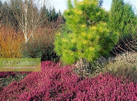It bears deep magenta flowers in late winter through spring. GAP Gardens - Heather garden in winter. Pinus radiata ...