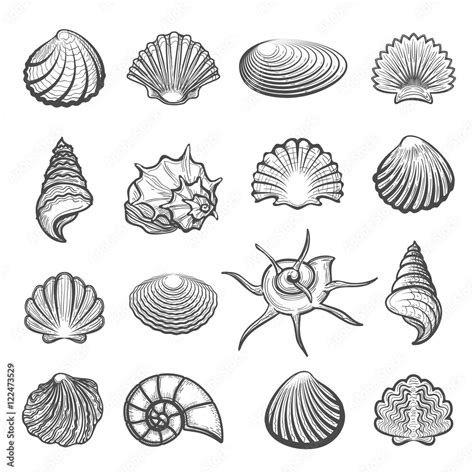 Vecteur Stock Vector Hand Drawn Sea Shell Set Shells Drawing Sketch