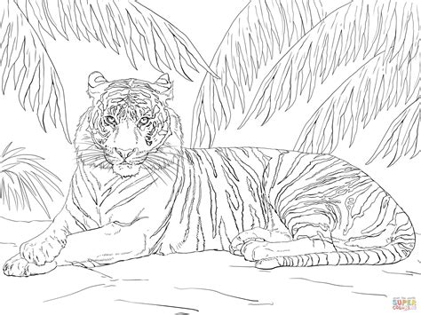 Tiger Coloring Pages Png