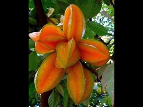 The disease is carried on an insect called the asian citrus psyllid. Starfruit and Loquat Trees: Two crazy productive fruit ...