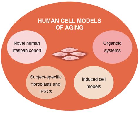 Human Cell Models Of Aging Salk Institute For Biological Studies