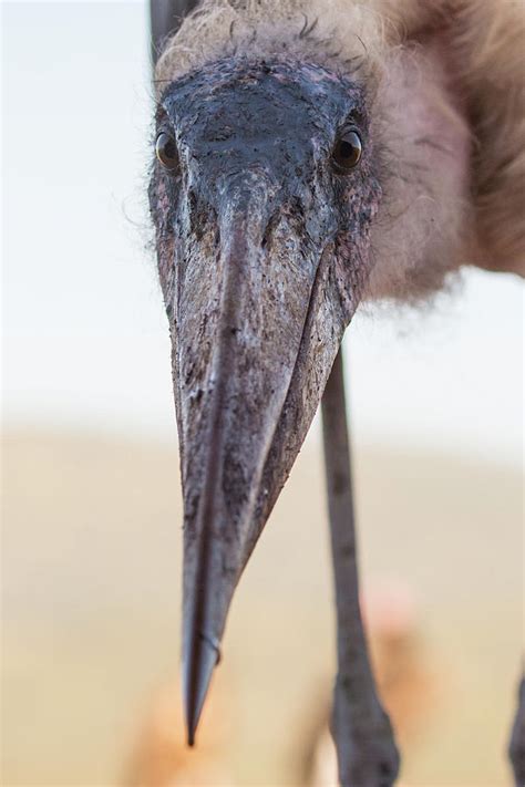 Ugly Bird Photograph By Allen Trivett