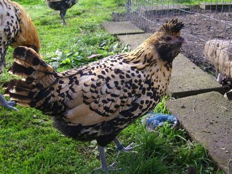 Brabanter Ornamental Chickens Backyard Chicken Breeds Beautiful
