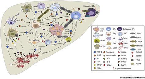 Immunomodulatory Tgf β Signaling In Hepatocellular Carcinoma Trends In