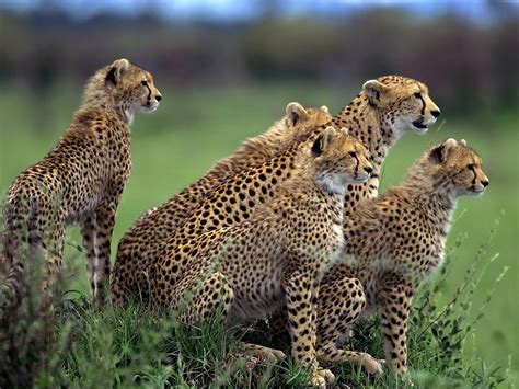 Cheetah Facts And Info Pictures Video And Much More About Cheetahs