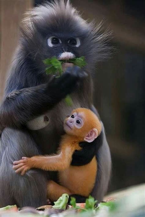 Pin By Aja Jacobs On Primates Cute Animals Animals Animal Pictures