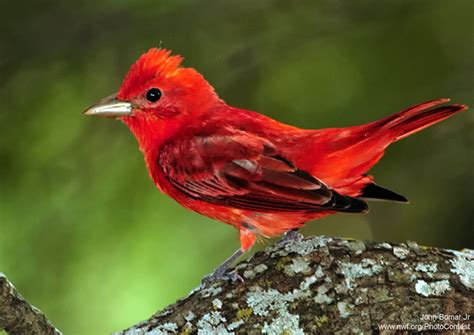 Seven Red Birds for the Holidays • The National Wildlife Federation Blog