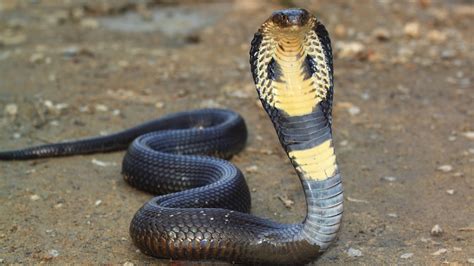 Snakes Egyptian Cobra