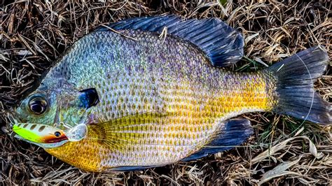 Spring Crappie Fishing Follow The Migration Wired2fish