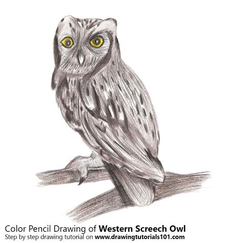 Western Screech Owl Colored Pencils Drawing Western Screech Owl With