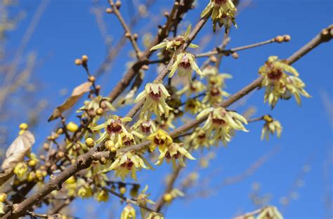 Winter Blooming ﻿wintersweet What Grows There Hugh Conlon