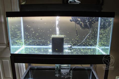 Tank volumes are not exact. Petco 40 Gallon Breeder Tank Dimensions - Bios Pics