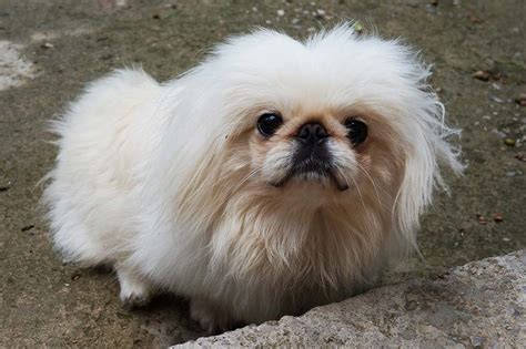 Pekinés O Pequinés Cuidados Características Y Curiosidades