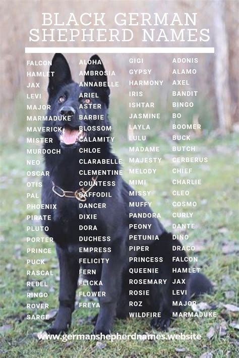 Black German Shepher German Shepherd Names Dog Names Black German