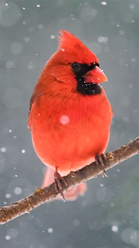 Iphone Wallpaper Red Cardinal Bird Tree Branch Snow Cardinal
