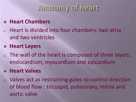 Marina Bozilovic Heart Medical Terminology