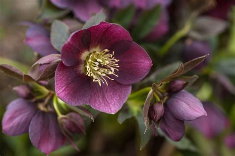 How To Grow And Care For Hellebore