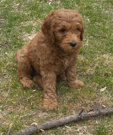 We intentionally pair the dame and sire to compliment their personalities. Double Doodle Dogs Info, Temperament, Training, Puppies ...