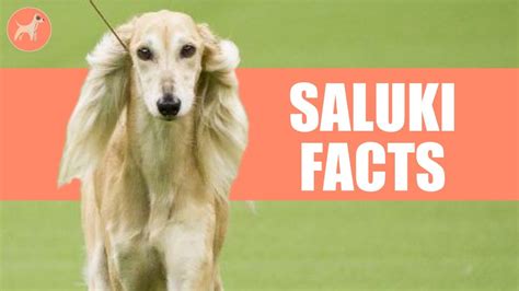 Saluki Dog Breed 5 Amazing Facts You Must Know Youtube