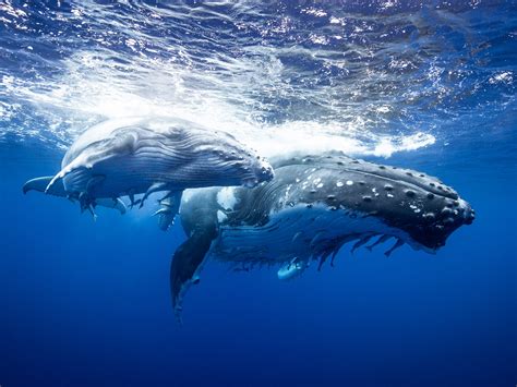 Where To See The Biggest Whales In The World Photos Condé Nast Traveler