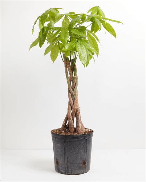 Money Tree For Delivery Tropical Indoor Plants Lively Root