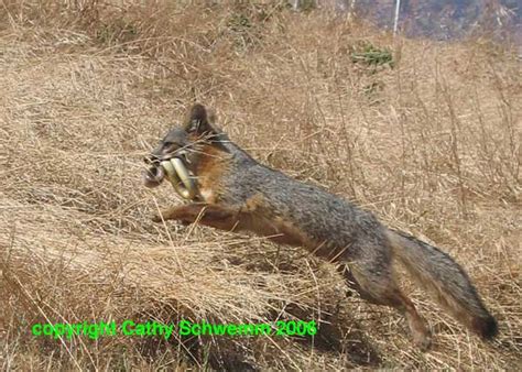 Of course, the basis is meat. Friends of the Island Fox: What Do Island Foxes Eat?