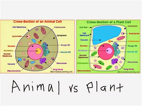 These are specialized parts inside a living cell. Image result for 6th Grade animal Cell Parts | Microscope ...